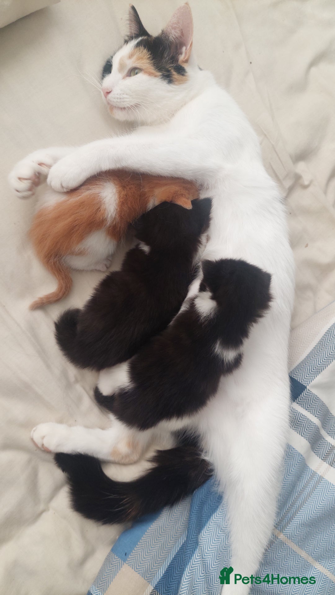 Mixed Breed cats for sale: Beautiful Kittens British ShorthairxRagdoll - Image 2