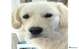 Golden Retriever dogs for stud: Louie Luna Available For Stud K.C. Registered in Bradford - Image 8