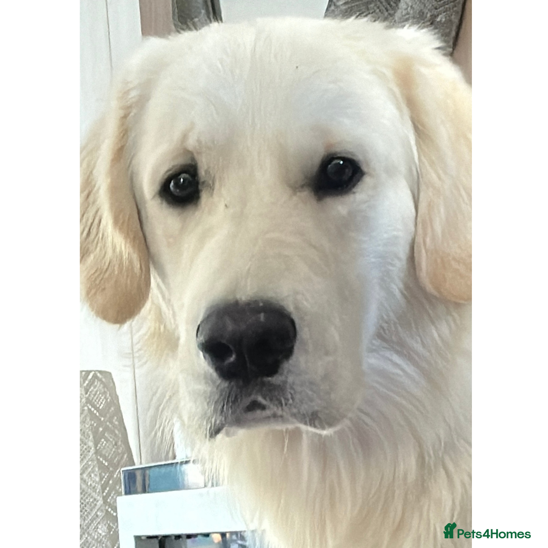 Golden Retriever dogs for stud: Louie Luna Available For Stud K.C. Registered in Bradford - Image 8