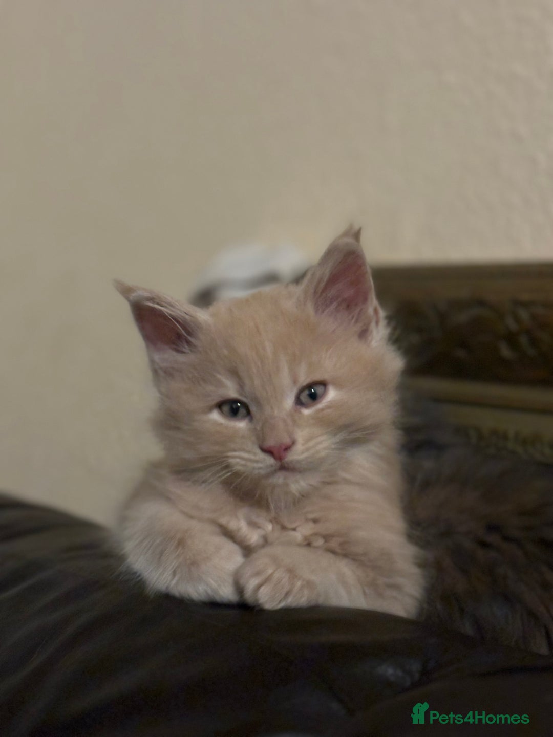 Maine Coon cats for sale: Maine coon pedigree Tica registered kittens  - Advert 6