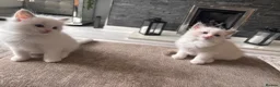 Ragdoll cats for sale: Pure Bred Ragdoll Kittens in Hartlepool - Advert 4
