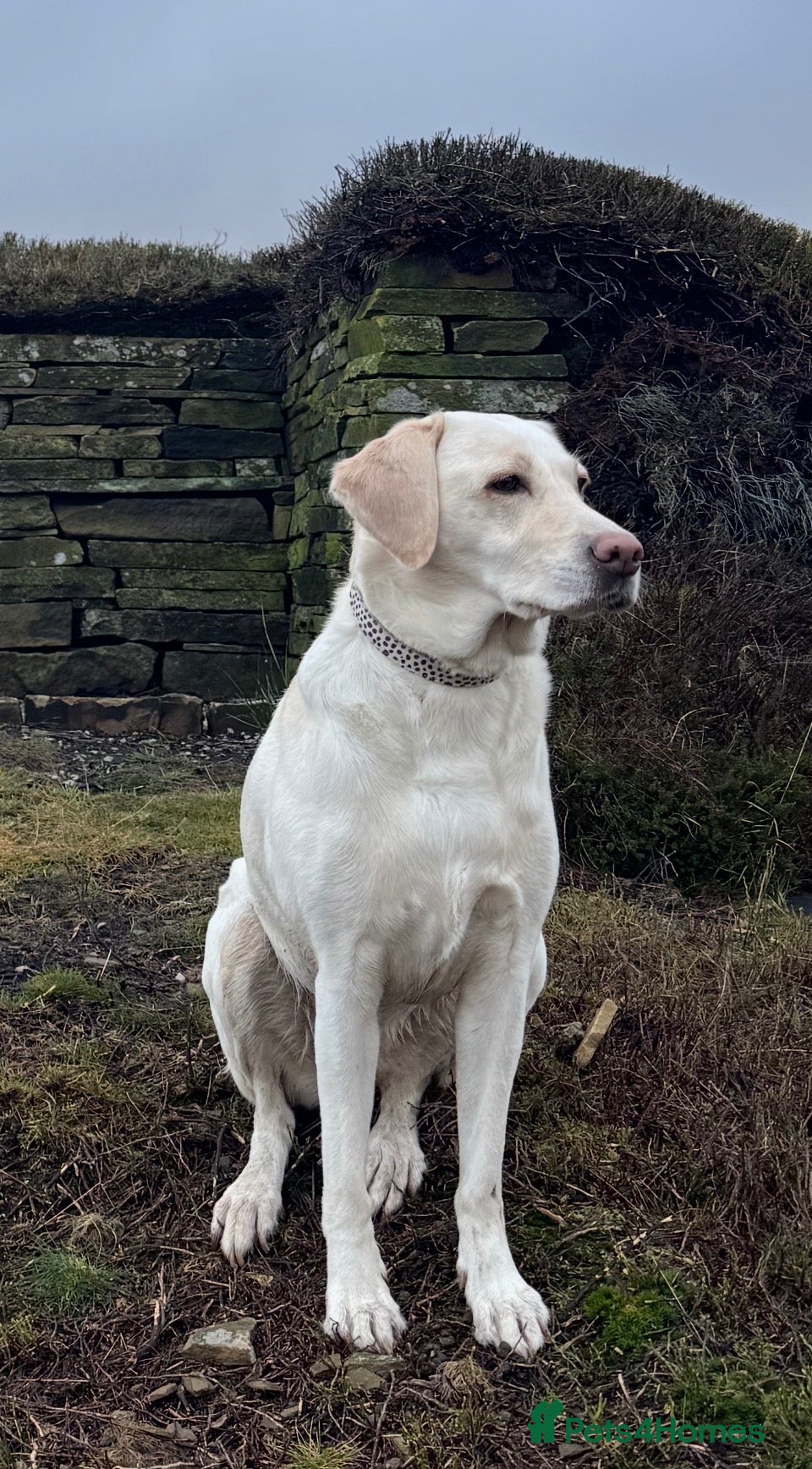 Labrador Retriever dogs Waiting list open - KC Registered Labrador Pups - Advert 2