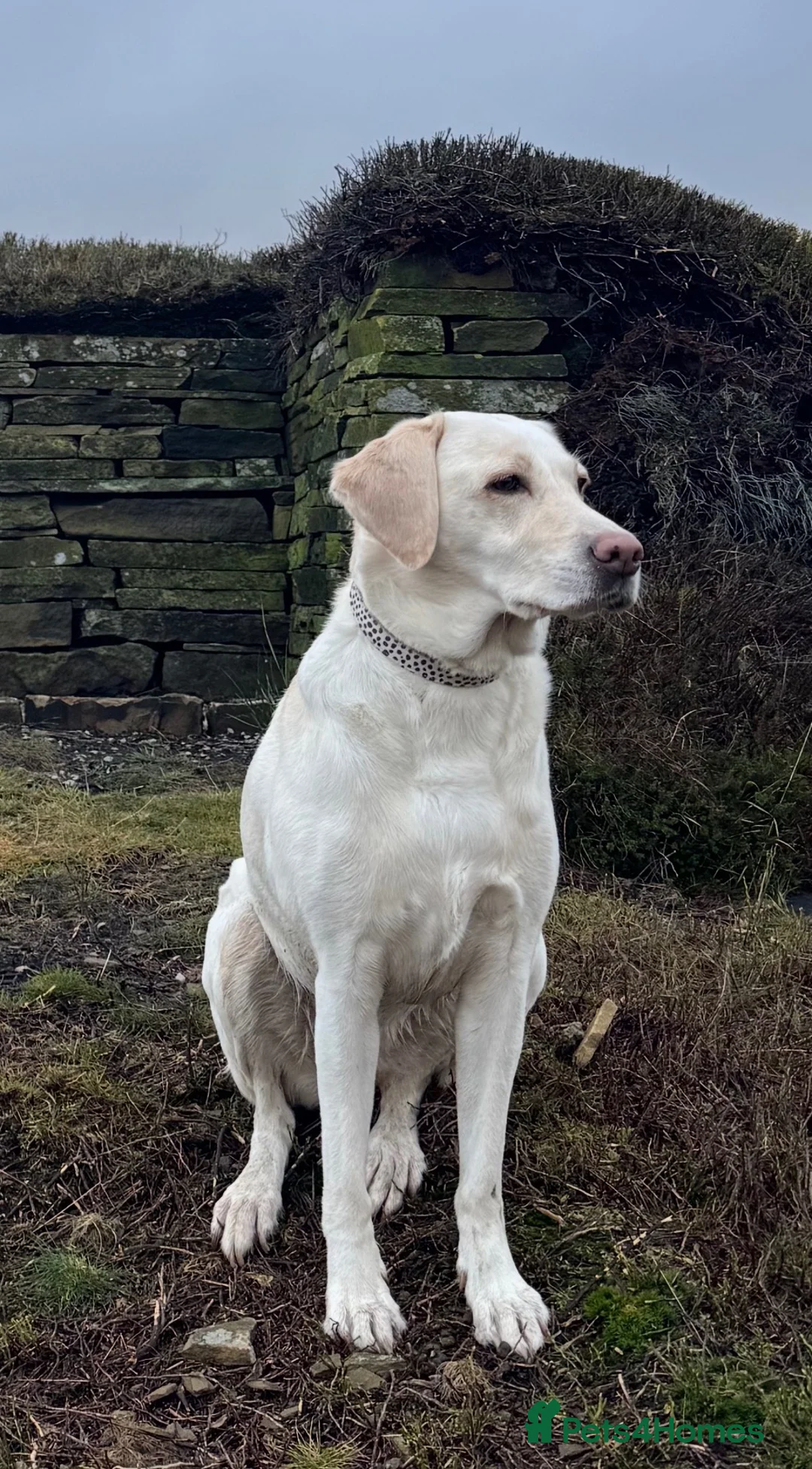 Labrador Retriever dogs for sale: Waiting list open - KC Registered Labrador Pups in Huddersfield - Advert 2