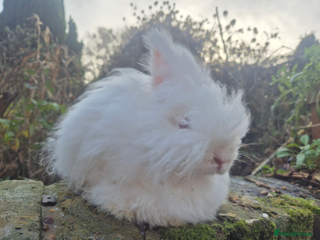 Angora rabbits for sale: 💗 READY NOW FULL FACED WHITE GIRL 💗  - Advert 3