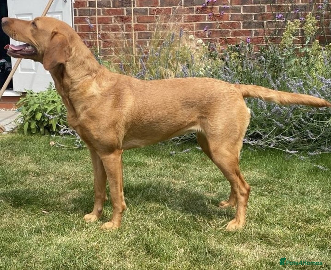 Goldador dogs for sale: Stunning Goldadors  - Image 11
