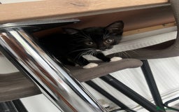 Domestic Shorthair cats for sale: Kitten for sale - Image 5