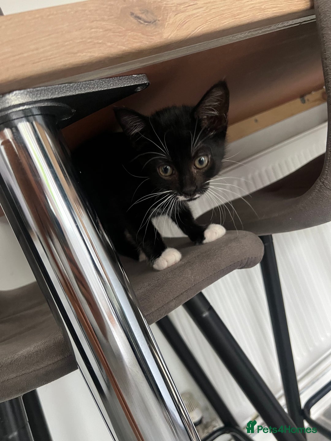 Domestic Shorthair cats for sale: Kitten for sale - Image 5