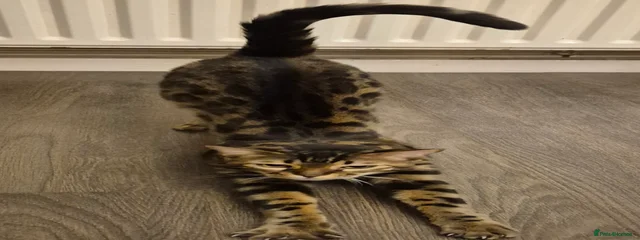 Neila