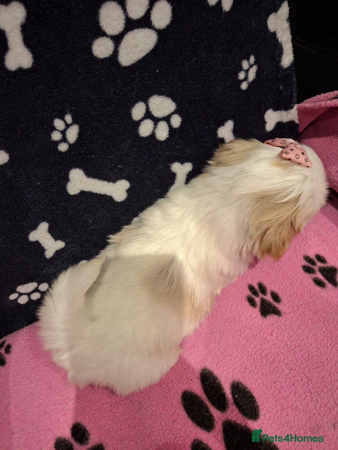 Shih Tzu dogs for sale: Shih tzu puppies ready to reserve - Advert 6