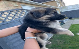 German Shepherd dogs for sale: Stunning German shepherd pups  - Image 2