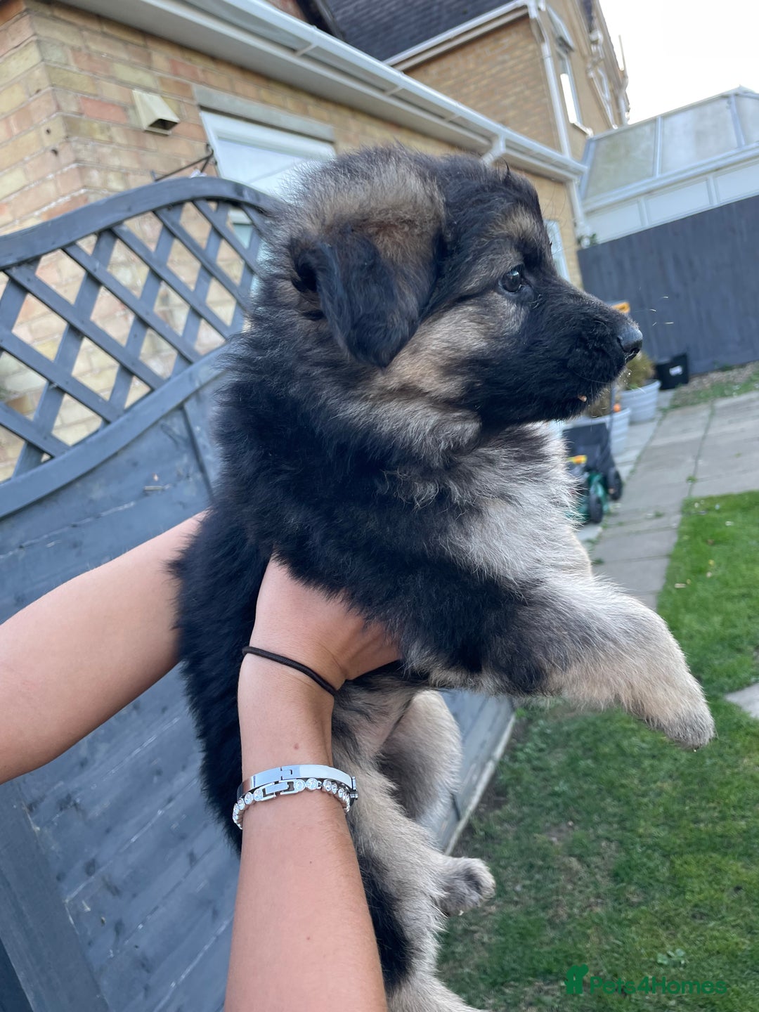 German Shepherd dogs for sale: Stunning German shepherd pups  - Image 2