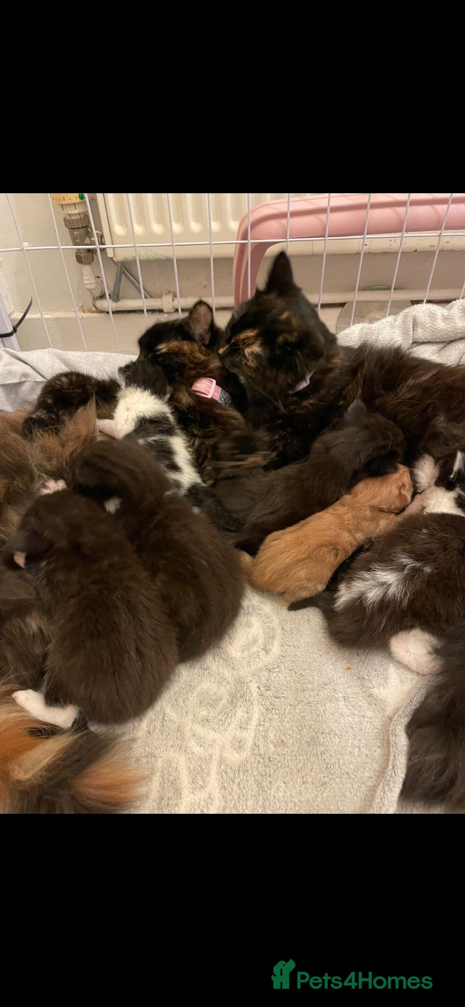 Mixed Breed cats 5 playful kittens for sale  - Advert 1