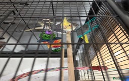 Cockatiels birds for sale: Cockatiel bird and cage  - Image 4