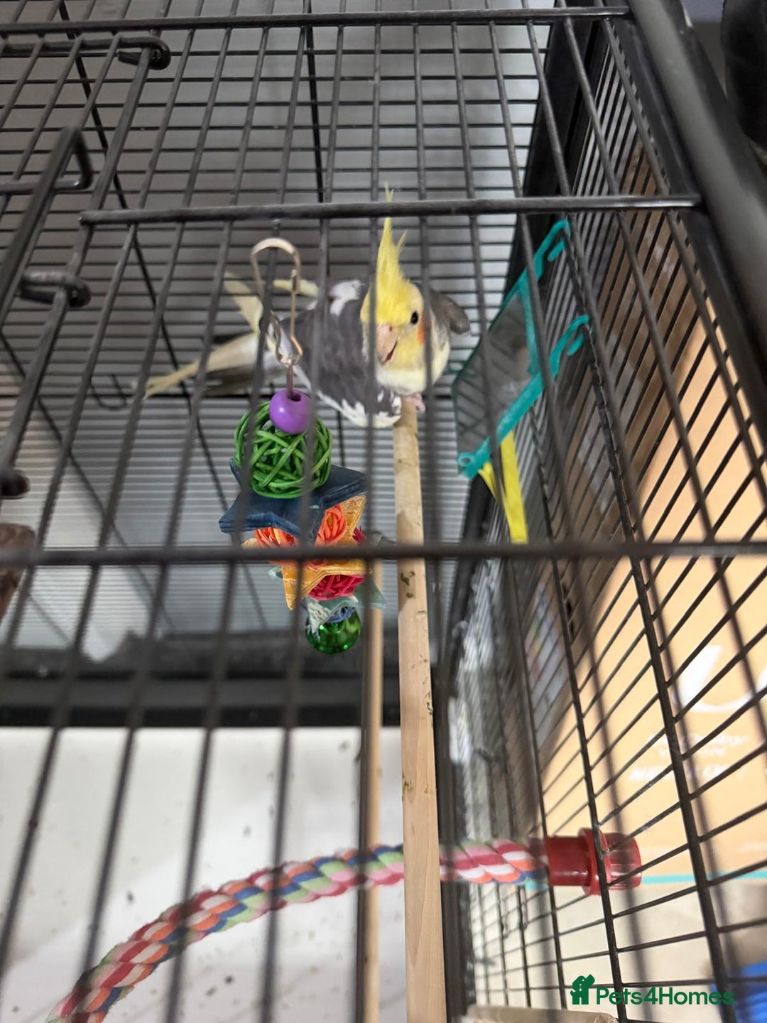 Cockatiels birds for sale: Cockatiel bird and cage  - Image 4