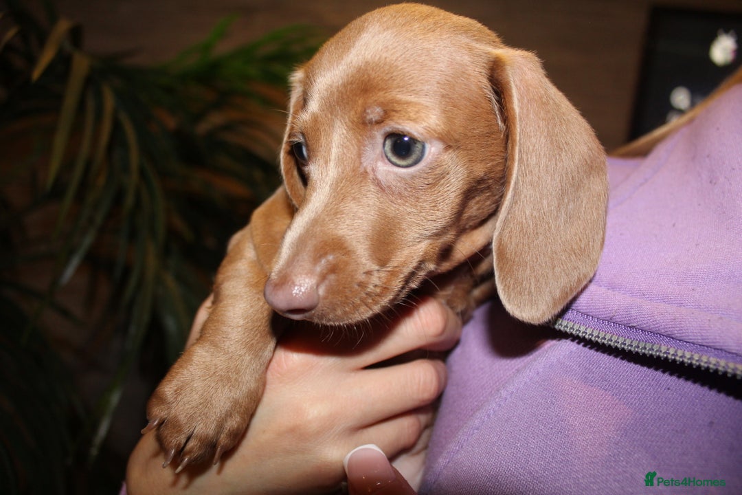 Miniature Dachshund dogs for sale: Miniature Dachshund Puppies READY TO LEAVE! - Image 11