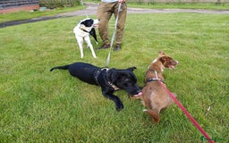 Mixed Breed dogs for adoption: SHEAMUS - a handsome boy for an experienced Owner - Image 22