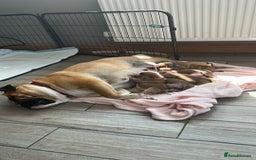 English Bulldog dogs for sale: KC REG AMAZING LITTER OF BRITISH BULLDOGS - Image 6
