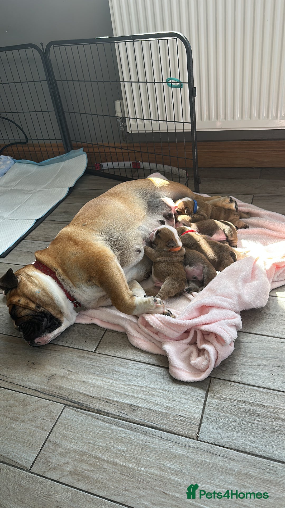 English Bulldog dogs for sale: KC REG AMAZING LITTER OF BRITISH BULLDOGS - Image 6