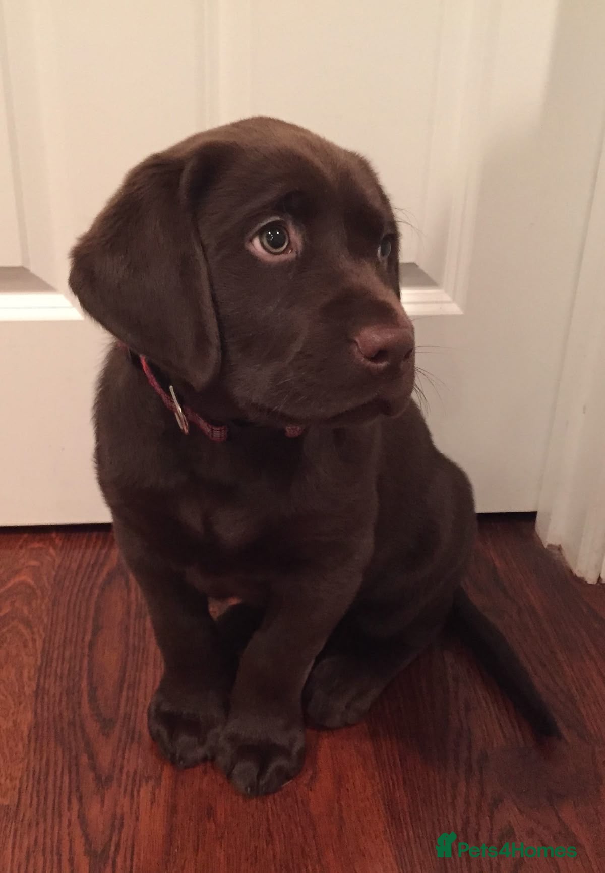 Labrador Retriever dogs Chocolate Labrador Retriever - Advert 1