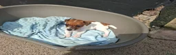 Jack Russell dogs for sale: Jack Russell pups for sale  in Bury - Advert 8