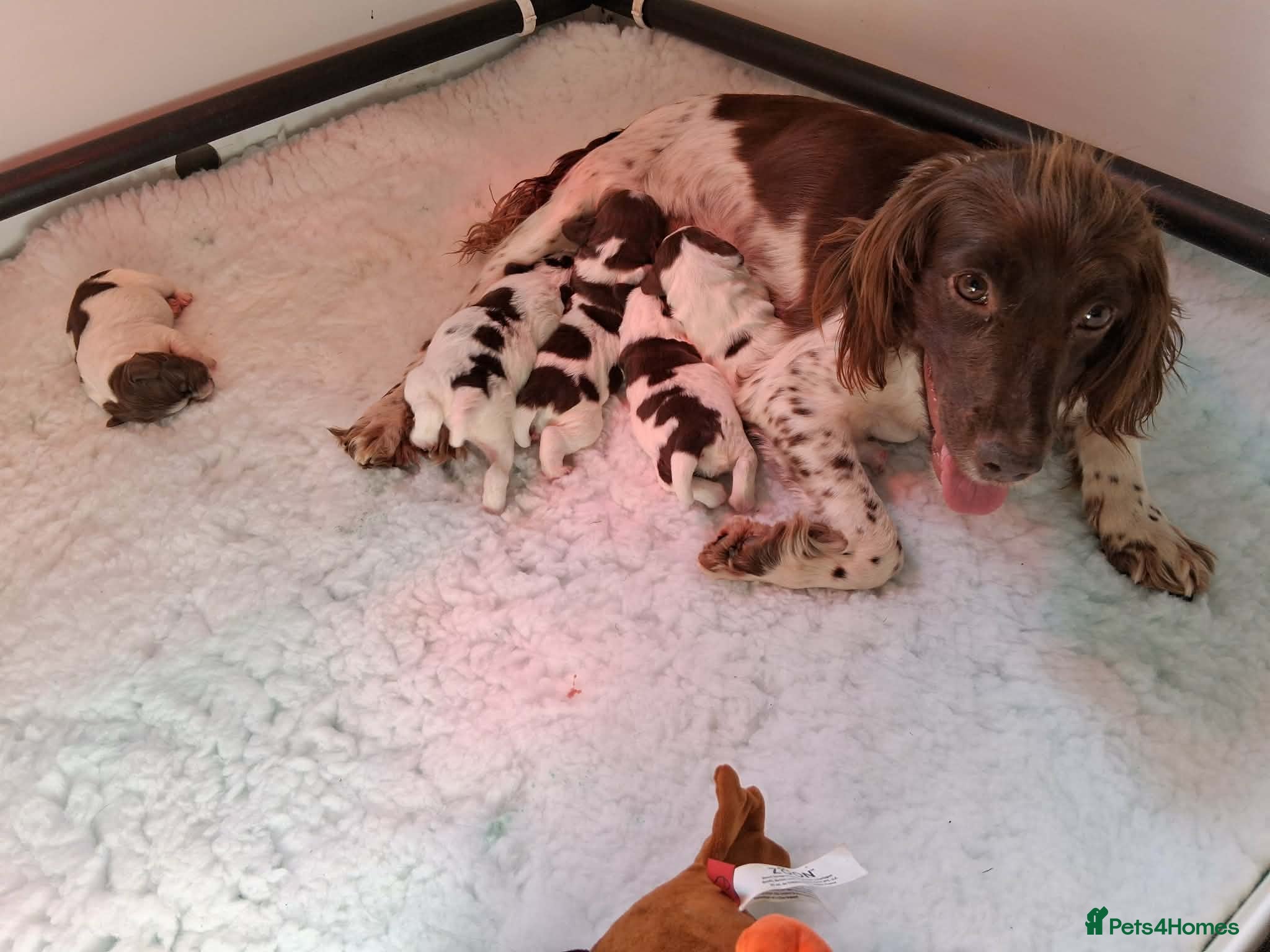 English Springer Spaniel dogs Working English Springer Spaniel puppies - Advert 1