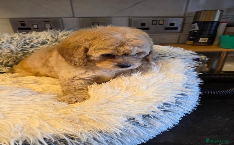 Cavapoo dogs - Advert 2