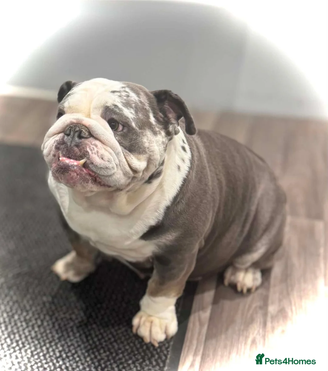 English Bulldog dogs for sale: English Bulldogs pups Blue Merle & Lilac Tan in Doncaster - Advert 17