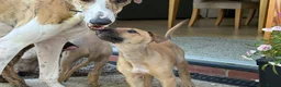 Greyhound dogs for sale: Hungarian Greyhound Pups - Advert 18