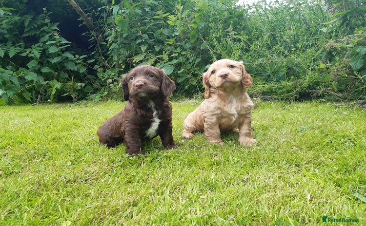 Cocker Spaniel dogs - Advert 8