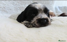 Cocker Spaniel dogs for sale: ❤️‍🔥❤️‍🔥💥Show Type Cocker Spaniel Puppies - Advert 30