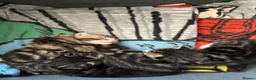 Mixed Breed cats for sale: 4 beautiful kittens  - Advert 3