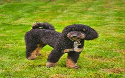 Miniature Poodle dogs for stud: KC Registered Miniature Poodle in Wrexham - Image 2