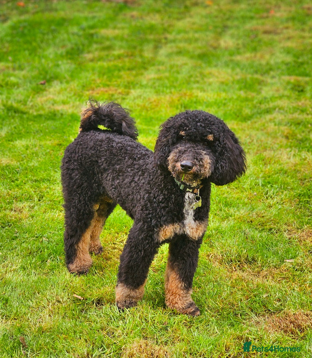 Miniature Poodle dogs for stud: KC Registered Miniature Poodle in Wrexham - Image 2