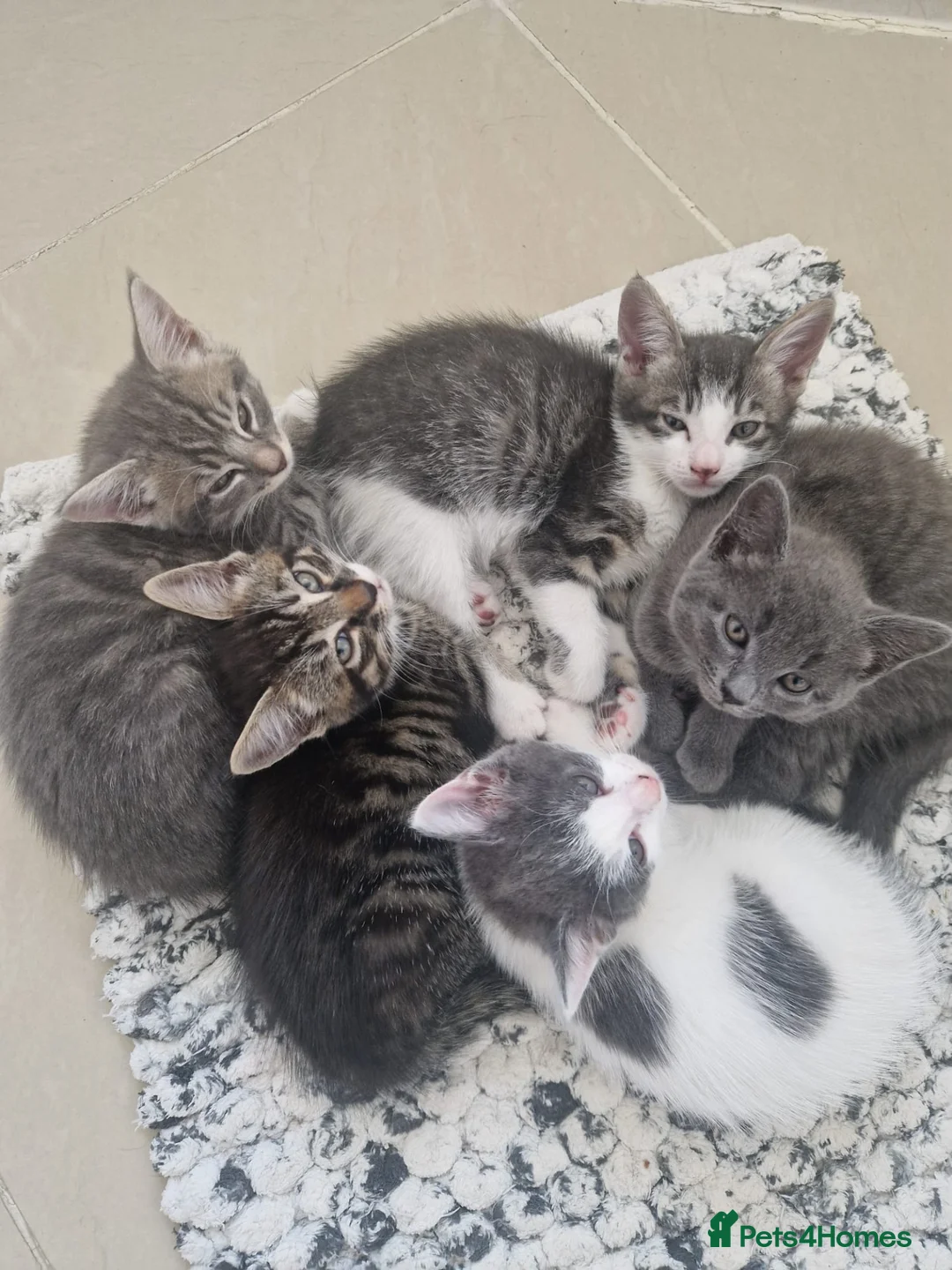 Mixed Breed cats for sale: 5 beautiful kittens for sale - Advert 1