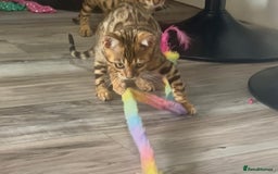 Bengal cats for sale: Stunning 5 Generations Pedigree kittens in London - Image 13