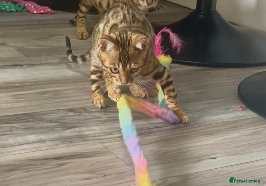 Bengal cats for sale: Stunning 5 Generations Pedigree kittens in London - Image 13