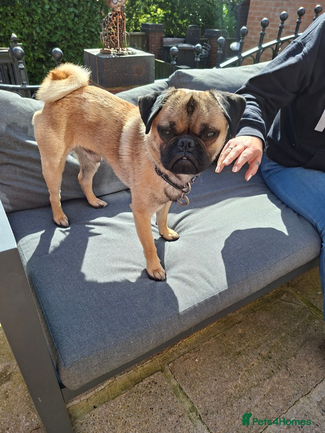 Puggle dogs for stud: Miss Victoria brown1 - Advert 3