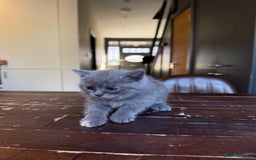British Shorthair cats for sale: British shorthair hair kittens  - Image 9