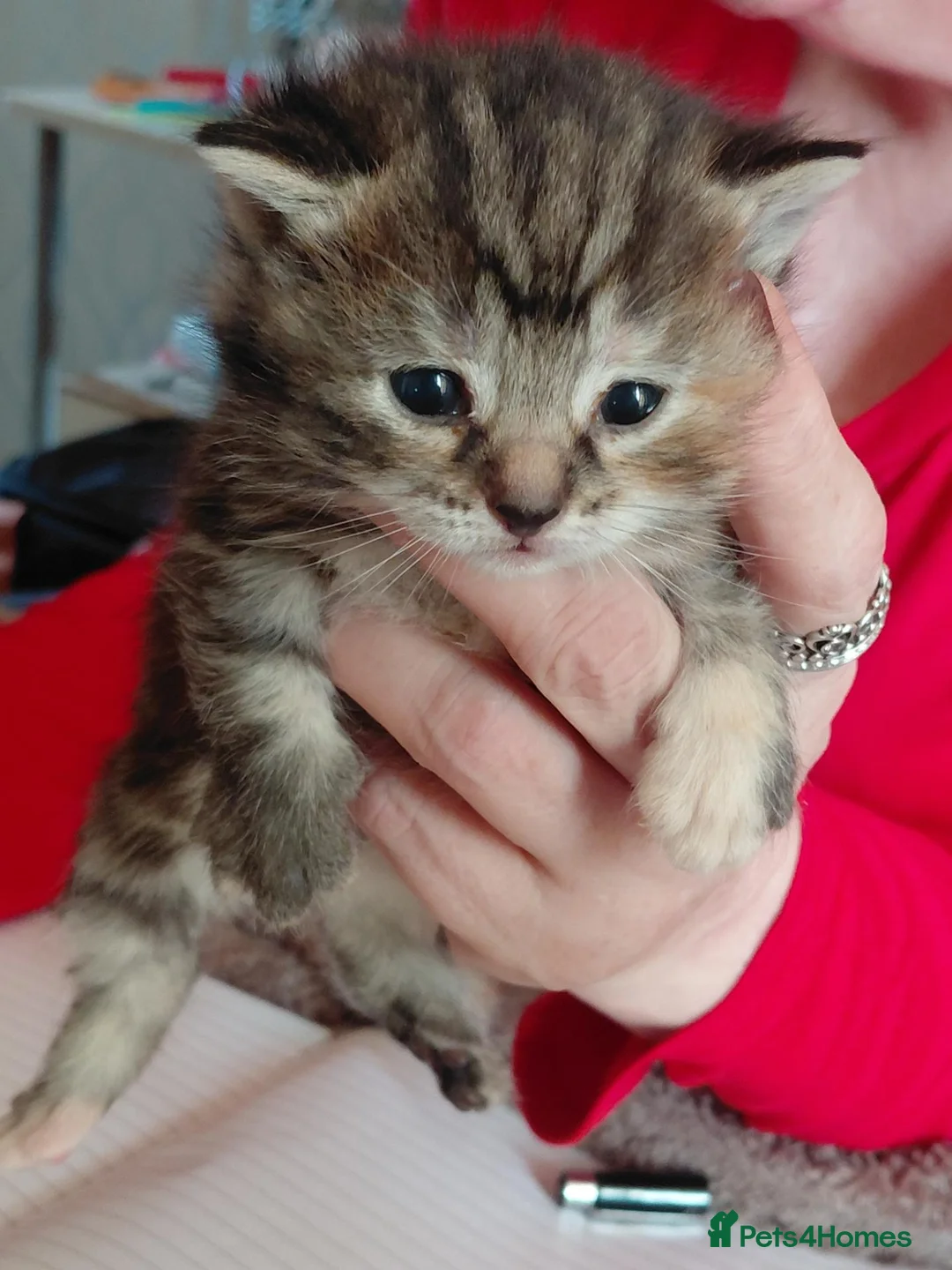 Mixed Breed cats for sale: 3 beautiful maincoon x - Advert 4