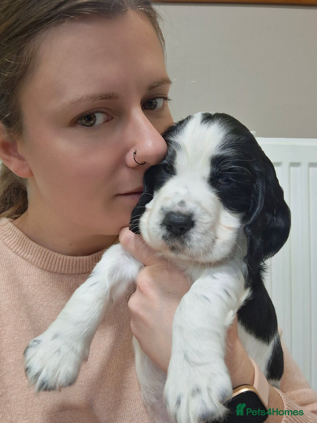 Cocker Spaniel dogs for sale: Beautiful cocker spaniel boys - Image 4