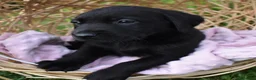 Labrador Retriever dogs for sale: *Beautiful kc, Dna clear labrador puppies* - Advert 12