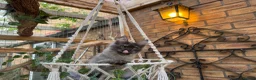 Maine Coon cats for sale: Exceptional pedigree MaineCoons - Phantom & Sprite - Advert 19