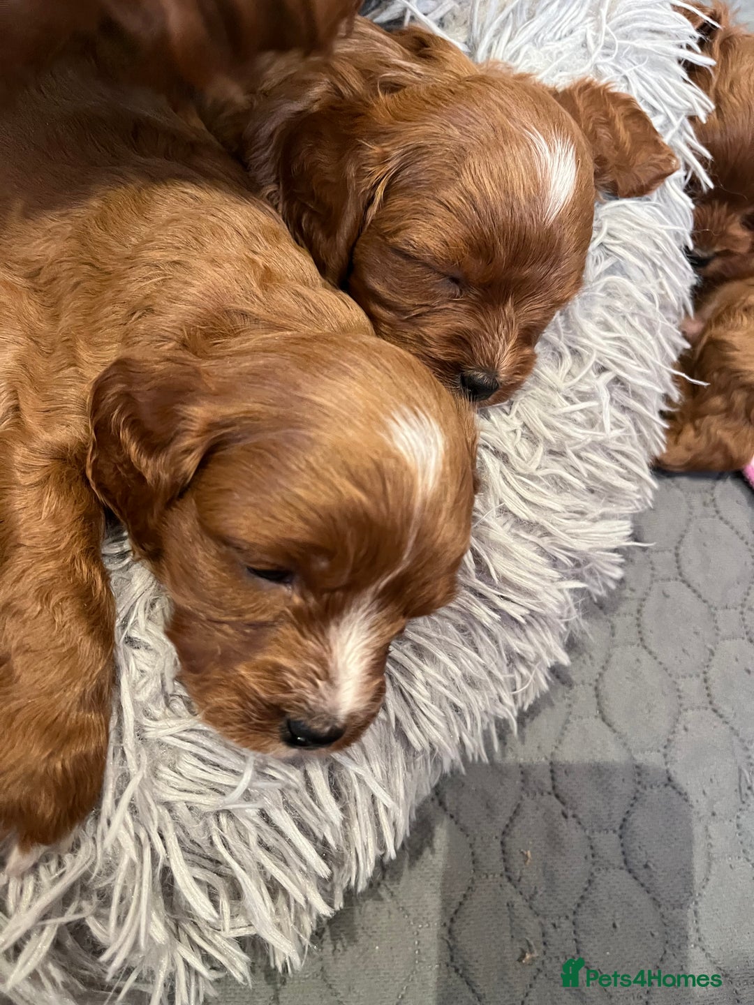 Cavapoo dogs for sale: Merlesque ⭐️⭐️⭐️⭐️⭐️F1 Cavapoos 200 DNA - Image 26