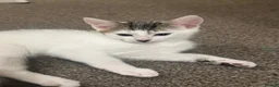 Mixed Breed cats for sale: Gorgeous Kittens Looking for Forever Homes 🐾 - Advert 3