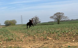 Labrador Retriever dogs for stud: Proven KC Reg Labrador health tested stud in Olney - Image 14