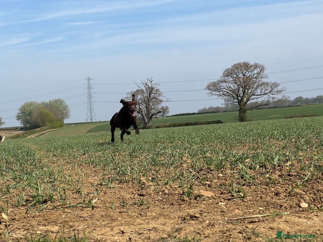 Labrador Retriever dogs for stud: Proven KC Reg Labrador health tested stud in Olney - Image 14
