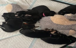Mixed Breed dogs for sale: 🌟 Collie x Golden Retriever Puppies 🌟 - Image 35