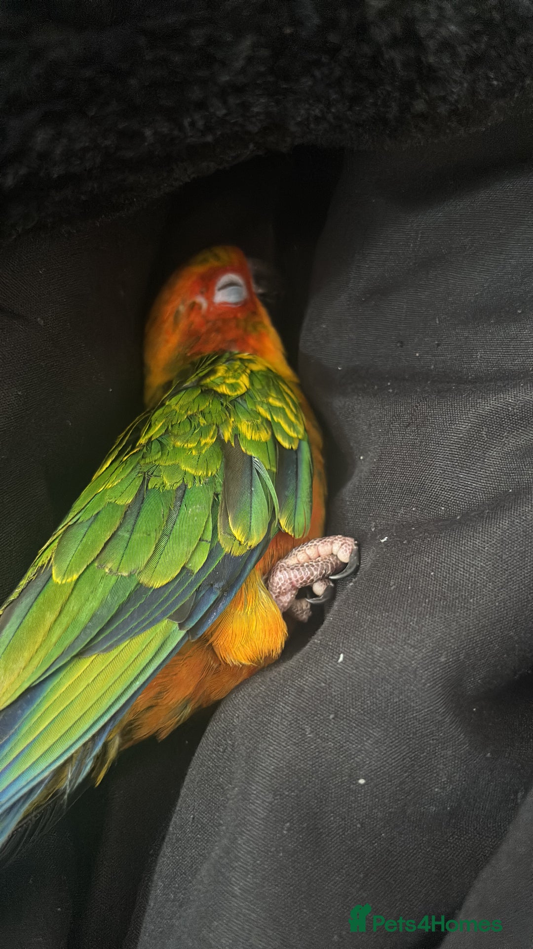 Ringnecks birds for sale: Baby sun conure  in Redcar - Image 6