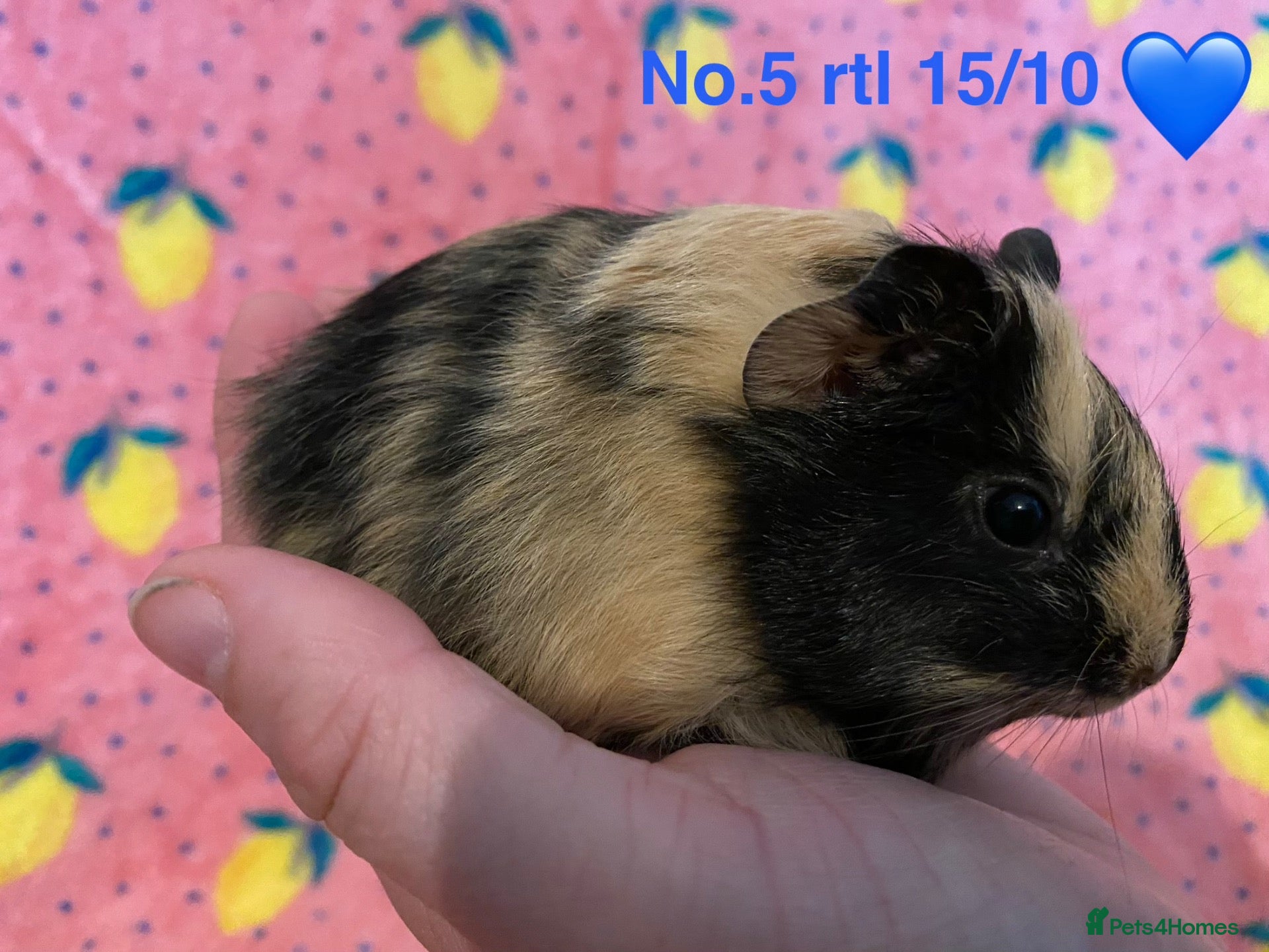Guinea Pig rodents Gorgeous baby Guinea pigs - Advert 2