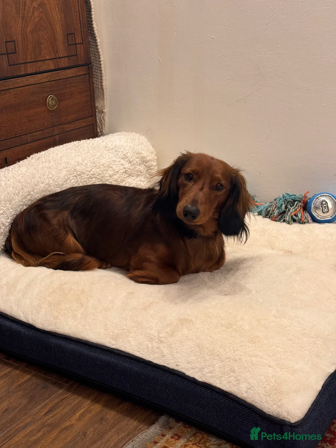 Dachshund dogs for sale: Charlie the Dachshund  - Advert 17
